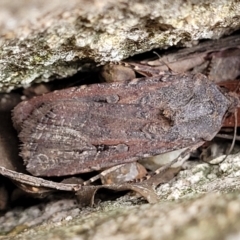 Agrotis infusa (Bogong Moth, Common Cutworm) at Lyneham, ACT - 24 Nov 2023 by trevorpreston