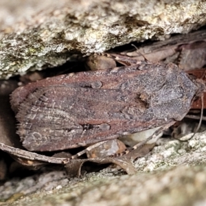 Agrotis infusa at Sullivans Creek, Lyneham South - 24 Nov 2023 11:34 AM