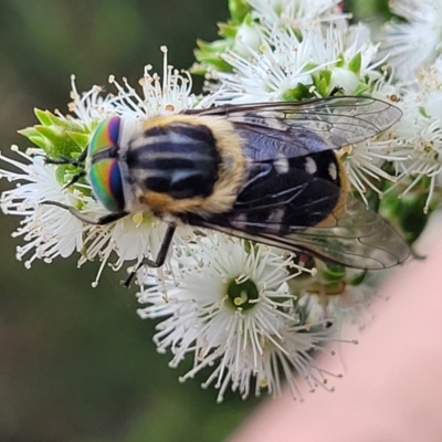 Scaptia (Scaptia) auriflua (A flower-feeding march fly) at Lyneham, ACT - 24 Nov 2023 by trevorpreston