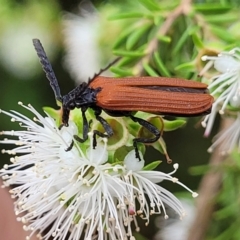 Porrostoma rhipidium (Long-nosed Lycid (Net-winged) beetle) at Lyneham Wetland - 24 Nov 2023 by trevorpreston