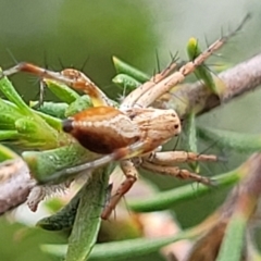 Oxyopes (genus) (Lynx spider) at Lyneham Wetland - 24 Nov 2023 by trevorpreston