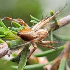 Oxyopes sp. (genus) (Lynx spider) at Lyneham, ACT - 24 Nov 2023 by trevorpreston