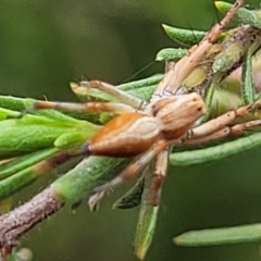 Oxyopes sp. (genus) at Lyneham Wetland - 24 Nov 2023