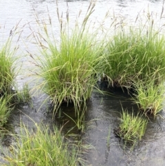 Carex polyantha (A Sedge) at Adaminaby, NSW - 23 Nov 2023 by JaneR