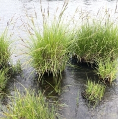 Carex polyantha (A Sedge) at Adaminaby, NSW - 22 Nov 2023 by JaneR