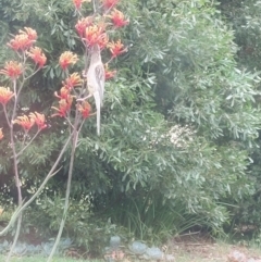 Anthochaera carunculata (Red Wattlebird) at Albury - 19 Nov 2023 by RobCook