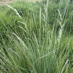 Poa labillardierei (Common Tussock Grass, River Tussock Grass) at Adaminaby, NSW - 22 Nov 2023 by JaneR