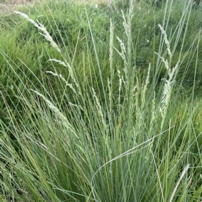 Poa labillardierei (Common Tussock Grass, River Tussock Grass) at Adaminaby, NSW - 23 Nov 2023 by JaneR