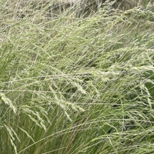 Poa labillardierei at Adaminaby, NSW - 23 Nov 2023 09:07 AM