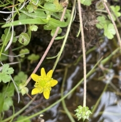 Ranunculus pimpinellifolius (Bog Buttercup) at Adaminaby, NSW - 22 Nov 2023 by JaneR