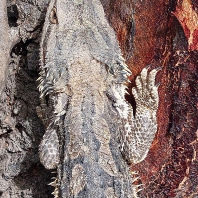 Unidentified Dragon at Wakool, NSW - 14 Nov 2023 by RobCook