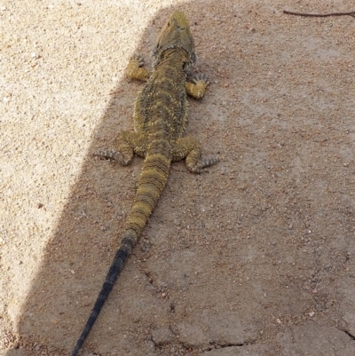 Pogona barbata (Eastern Bearded Dragon) at Wakool, NSW - 14 Nov 2023 by RobCook