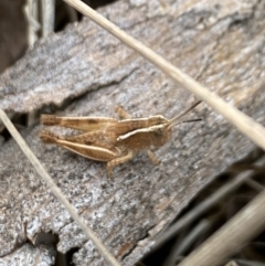 Phaulacridium vittatum (Wingless Grasshopper) at Aranda, ACT - 24 Nov 2023 by Jubeyjubes