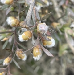 Leptospermum lanigerum (Woolly Teatree) at Adaminaby, NSW - 22 Nov 2023 by JaneR