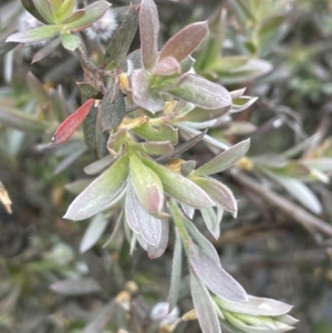 Leptospermum lanigerum at Adaminaby, NSW - 23 Nov 2023 09:31 AM