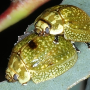 Paropsisterna cloelia at Mount Ainslie - 30 Dec 2022