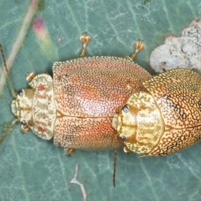 Paropsis atomaria (Eucalyptus leaf beetle) at Mount Ainslie - 30 Dec 2022 by jb2602