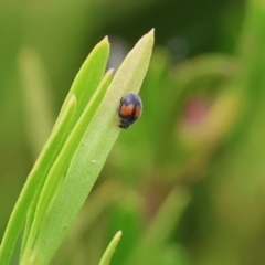 Diomus notescens (Little two-spotted ladybird) at Belvoir Park - 24 Nov 2023 by KylieWaldon