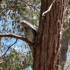 Podargus strigoides (Tawny Frogmouth) at Jerrabomberra Wetlands - 6 Nov 2023 by ajlandford