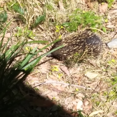 Tachyglossus aculeatus (Short-beaked Echidna) at Long Beach, NSW - 20 Oct 2023 by HelenJ