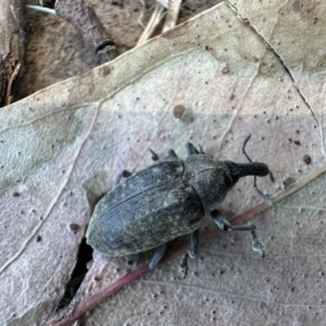 Larinus latus at Yarramundi Grassland
 - 1 Nov 2023