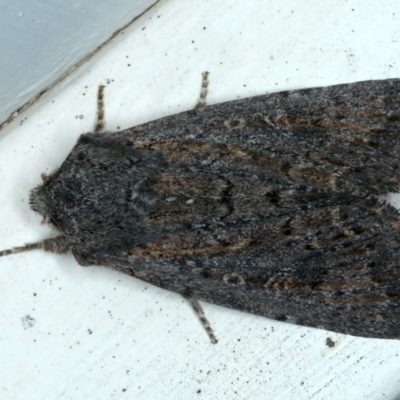 Dasygaster padockina (Tasmanian Cutworm) at Ainslie, ACT - 31 Dec 2022 by jb2602