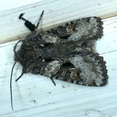 Neumichtis mesophaea (Triangle Moth) at Ainslie, ACT - 31 Dec 2022 by jb2602