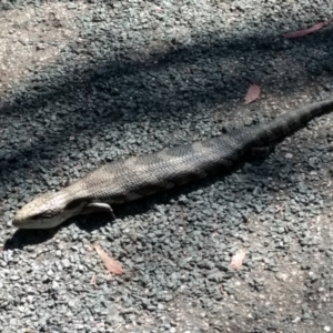 Tiliqua scincoides scincoides at Mount Taylor - 10 Nov 2023 11:05 AM