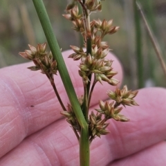 Juncus vaginatus (Clustered Rush) at The Pinnacle - 23 Nov 2023 by sangio7