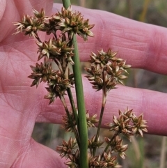 Juncus vaginatus at The Pinnacle - 23 Nov 2023