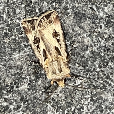 Agrotis munda (Brown Cutworm) at Reid, ACT - 15 Sep 2023 by JanetRussell