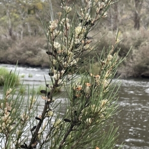 Hakea microcarpa at Adaminaby, NSW - 23 Nov 2023