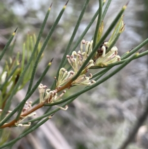 Hakea microcarpa at Adaminaby, NSW - 23 Nov 2023