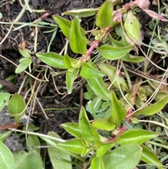 Ludwigia palustris (Marsh Purslane) at Adaminaby, NSW - 23 Nov 2023 by JaneR