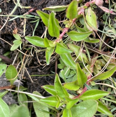 Ludwigia palustris (Marsh Purslane) at Adaminaby, NSW - 23 Nov 2023 by JaneR