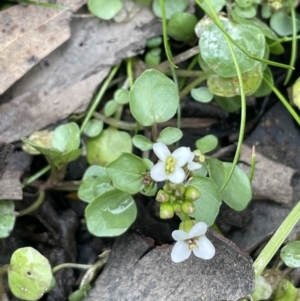 Rorippa nasturtium-aquaticum at Adaminaby, NSW - 23 Nov 2023