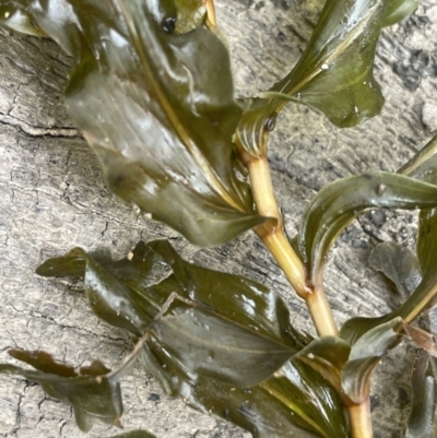 Potamogeton perfoliatus (Clasped Pondweed) at Adaminaby, NSW - 22 Nov 2023 by JaneR