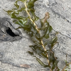 Potamogeton perfoliatus at Adaminaby, NSW - 23 Nov 2023 10:01 AM