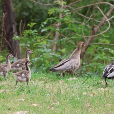 Chenonetta jubata (Australian Wood Duck) at Belvoir Park - 24 Nov 2023 by KylieWaldon