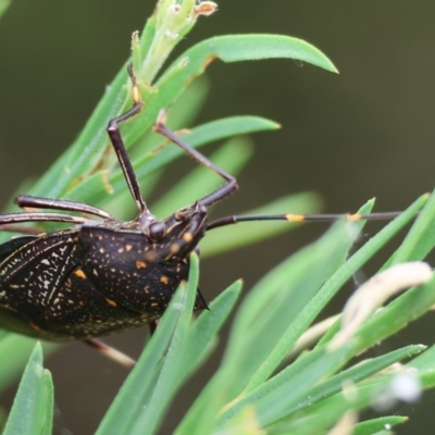 Poecilometis patruelis (Gum Tree Shield Bug) at Belvoir Park - 24 Nov 2023 by KylieWaldon