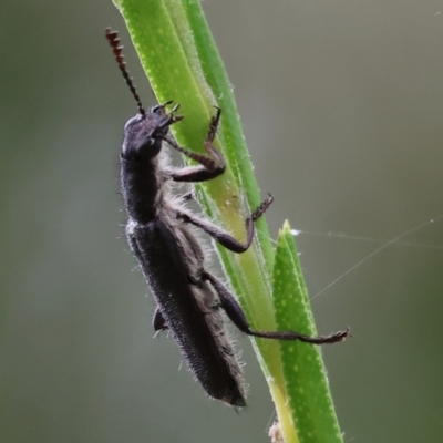 Eleale sp. (genus) (Clerid beetle) at Belvoir Park - 24 Nov 2023 by KylieWaldon
