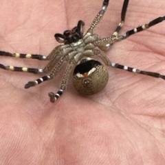 Sparassidae (family) at Duffy, ACT - 4 Nov 2023