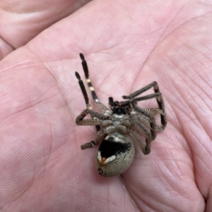 Sparassidae (family) at Duffy, ACT - 4 Nov 2023