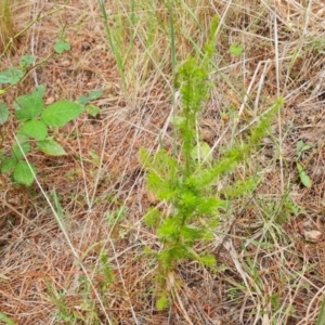 Erica lusitanica at Isaacs Ridge and Nearby - 24 Nov 2023 05:04 PM