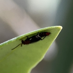 Staphylinidae (family) (Rove beetle) at Reid, ACT - 23 Nov 2023 by Hejor1