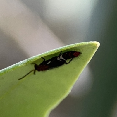 Staphylinidae (family) (Rove beetle) at Reid, ACT - 23 Nov 2023 by Hejor1