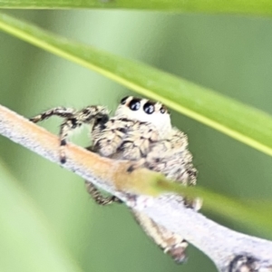 Opisthoncus sp. (genus) at Reid, ACT - 23 Nov 2023