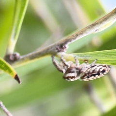 Opisthoncus sp. (genus) at Reid, ACT - 23 Nov 2023