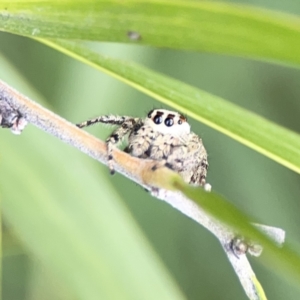 Opisthoncus sp. (genus) at Reid, ACT - 23 Nov 2023