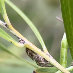 Opisthoncus sp. (genus) at Reid, ACT - 23 Nov 2023